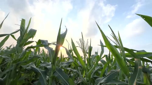 Corn farming in the village