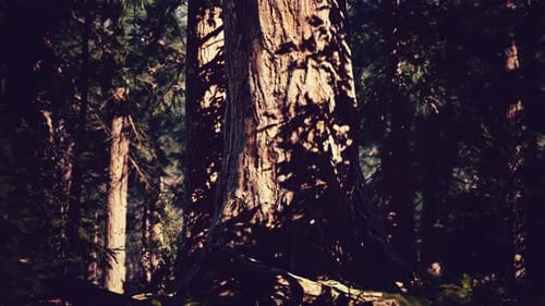 Séquoias séquoias dans la forêt du parc national de Sequoia