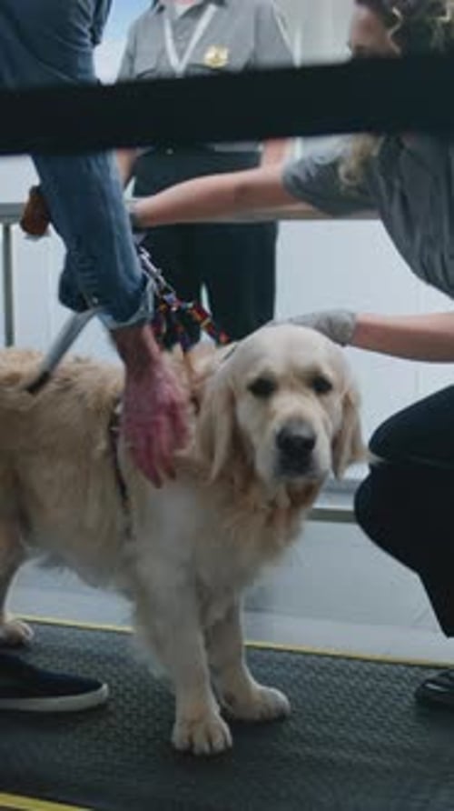 Airport Terminal Female Security Officer Scanning Dog with Metal Detector