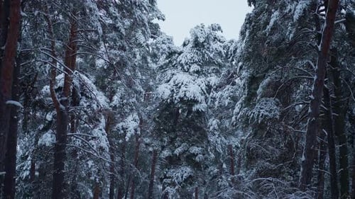 White Snow Covered the Pine Trees in the Forest