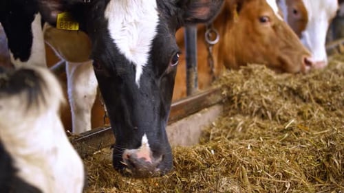 Many cows in the hangar. Modern farm barn with milking cows eating hay