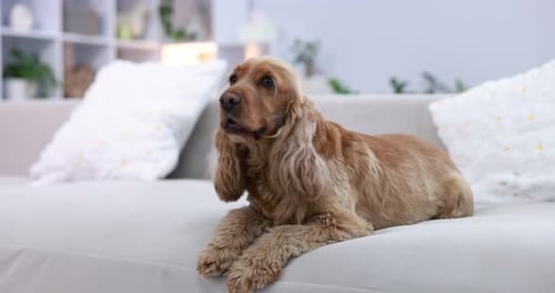 English Cocker Spaniel dog on sofa at home