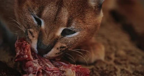 Nahaufnahme von Caracals Faszinierend