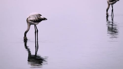 African Flamingos On A Lake