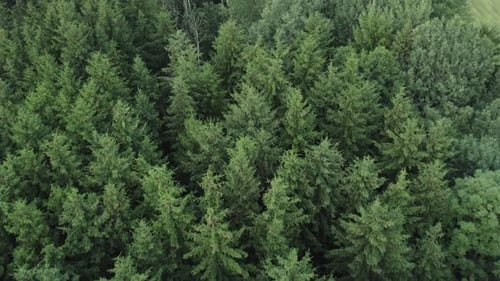 Drone Aerial footage flying over the beautiful tree tops of a luscious green forest.