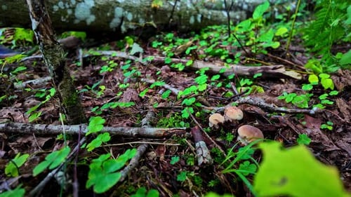 Close-up of a forest floor with mushrooms, moss, twigs, and green foliage