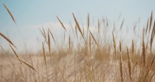 Goldenes Strandgras, das an einem heißen Sommertag an einem Sandstrand wächst. Konzept für Dürre und Klimawandel.