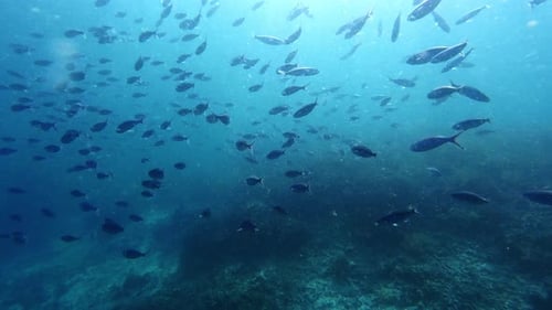 A school of fish swimming deep in the ocean
