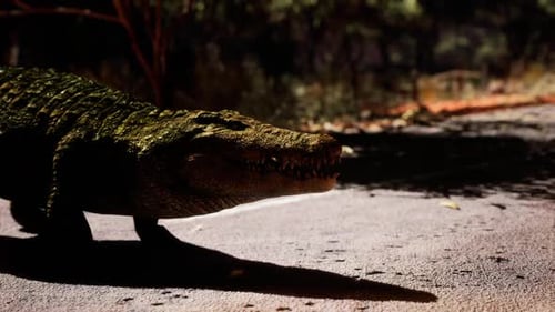 Crocodile marchant le long d'un sentier dans la lumière du soir près d'une zone humide