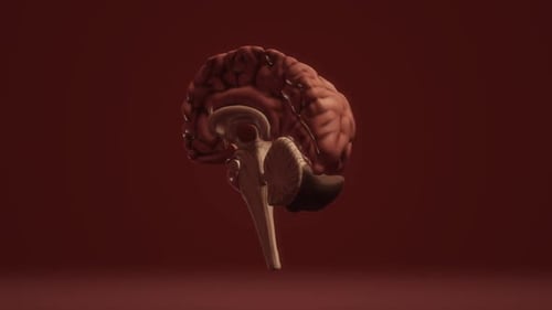 Animated 3D Human Brain Model Sagittal Section Rotation