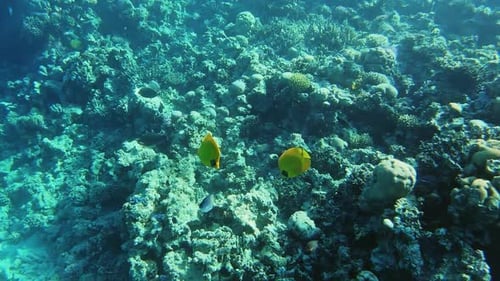 Two Bluecheek Butterflyfish Swim Near Corals