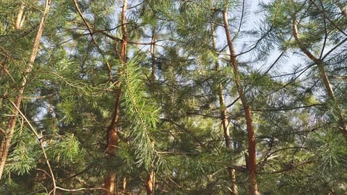 Green Firtrees Stand Nearby with Each Other in the Wood in a Clear Sunny Day Snow Has Almost Thawed