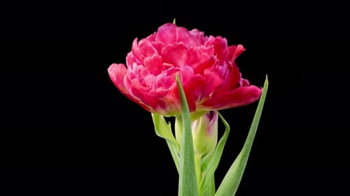 Elegant Pink Tulip Flower Blooming Close Up