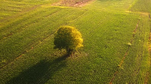 Solitary Tree in a Lush Green Field
