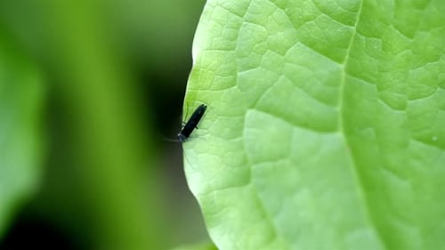 A black rolled-winged stonefly navigates across a bright green leaf, moving from the upper left edge