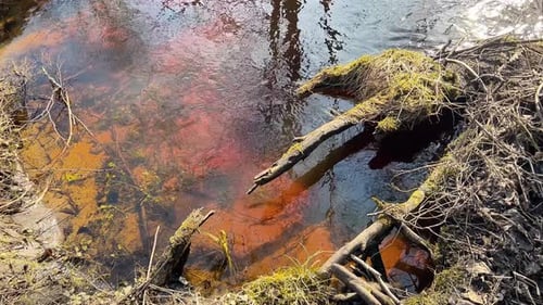 Forest Stream with Mossy Branches and Submerged Vegetation