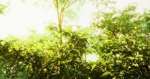 Lush Green Foliage Basking in Warm Sunlight Near a Tranquil Forest Area