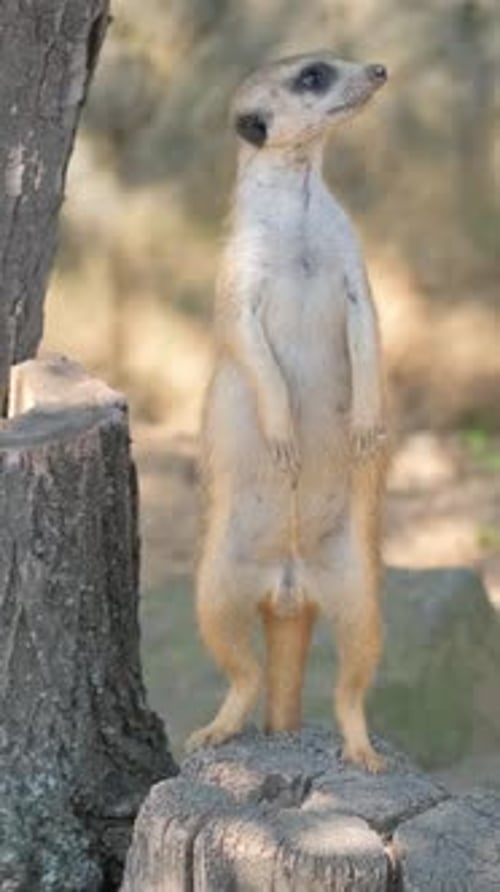Ein fleischfressendes Erdmännchen auf einem Baumstamm in einer grasbewachsenen Landschaft Vertikales Video