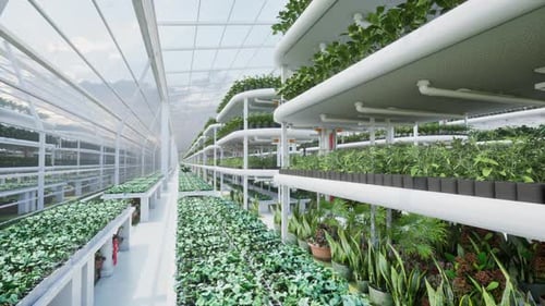 Vertical Farm Hydroponics Plant Growth in Modern Greenhouse