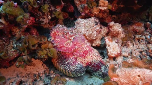 pink poisenous ston fish on a coral reef in crystal clear water of the pacific ocean in French Polyn