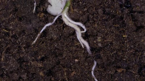 Plant Root Timelapse
