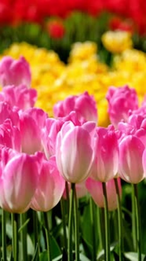 Blooming Tulips in Flower Garden Lisse the Netherlands