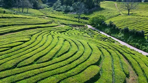 Beautiful Tea Plantation Landscape Drone Shot Lush Green Farmland in Summer