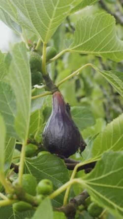 Langsame Kamerabewegung um reife violette Feigenfrüchte am Feigenbaum.