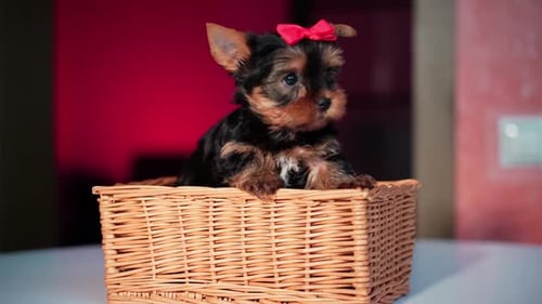 Sweet Yorkie Puppy in a Basket Indoors