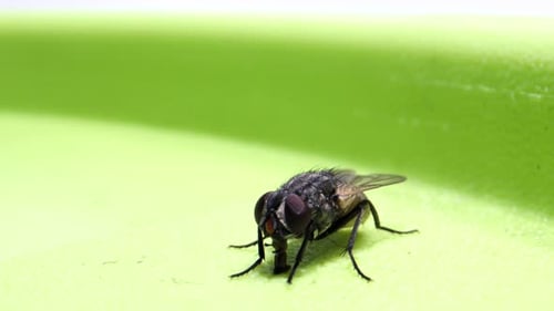 Close-Up of Fly on Green Surface