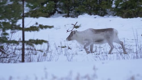 Sami Reindeer herd crossing through thick snow amidst nordic forest, in Lapland, Sweden - Tracking m