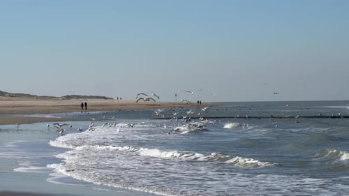 Flock Of Seagulls Flying And Swimming In Ouddorp Beach, Netherlands. - wide, static