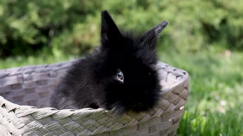 black cute little rabbit inside basket on green grass in park.