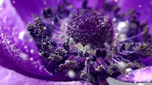 Nahaufnahme einer hellvioletten Blume mit Blasen