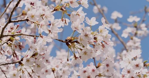 Gros plan de délicates fleurs de cerisier sur un ciel bleu vif