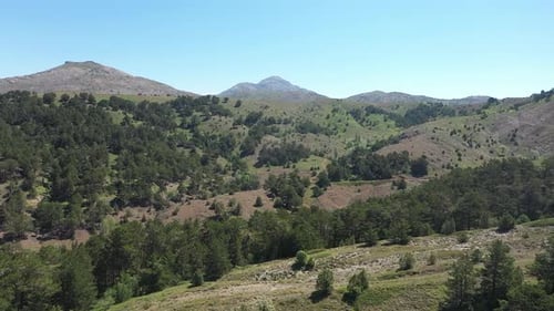Vue aérienne des arbres et des collines verdoyantes