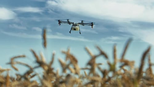 Agriculture Drone Flying Over A Field Of Wheat And Spraying It