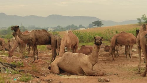 Kamele auf der Pushkar Fair, auch Pushkar Camel Fair oder lokal als Kartik Mela bezeichnet, ist ein