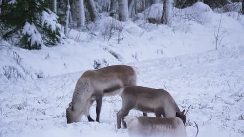 Sami Reindeer resting and grazing in the snow in Lapland, Sweden - Static medium shot