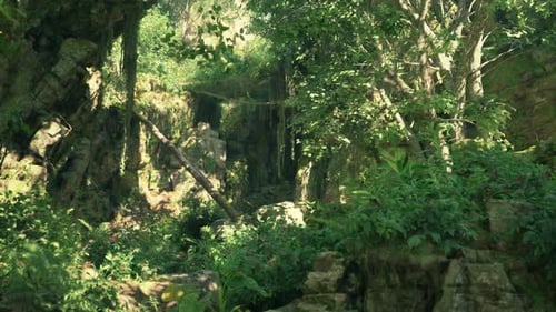 A Lush Green Forest Filled with Lots of Trees Mountain Path
