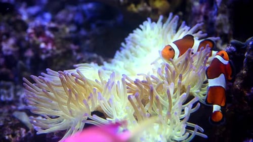 A Nemo Fish Plays Hide and Seek Amongst the Moving Tentacles of a Soft Sea Anemone Clownfish or