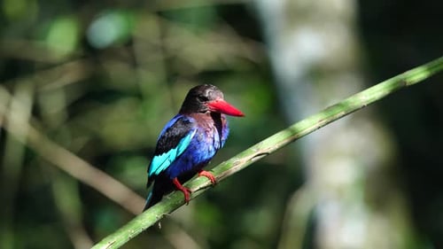un martin-pêcheur de Java observe sa proie depuis une branche, puis descend pour l'attraper