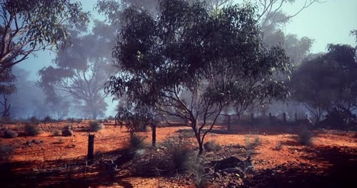 Mesmerizing View of Australian Bushland with Eucalyptus Trees in Morning Light