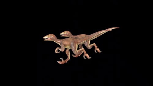 Two Velociraptor Run