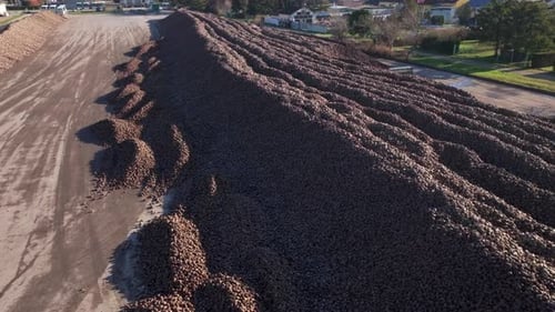 Pile Of Sugar Beets Waiting To Be Collected - Aerial Drone Shot
