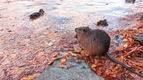 Nutria eating next to ducks in autumn leaves