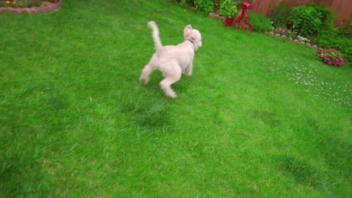 Dog Running Grass. White Poodle Dog Running on Green Grass at Garden