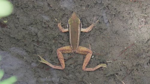 Blick von oben auf den grünen Frosch unter klarem Wasser, der mit ausgestreckten Beinen auf nassem, schlammigem Boden liegen. ov