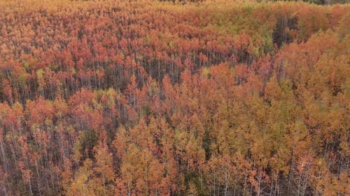 Colorful Trees with Withered Leaves