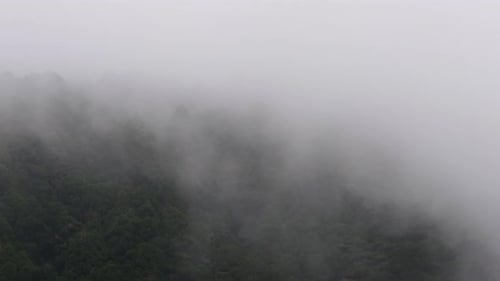 Schwerer Nebel zieht über Bäume in den Bergen.